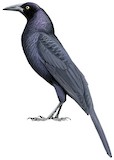 Giant Cowbird Illustration