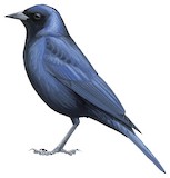 Shiny Cowbird Illustration