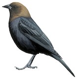 Brown-headed Cowbird Illustration