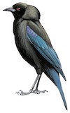 Bronzed Cowbird Illustration