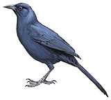 Melodious Blackbird Illustration