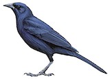 Cuban Blackbird Illustration