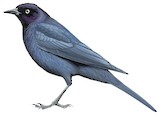 Brewer's Blackbird Illustration