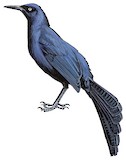 Nicaraguan Grackle Illustration