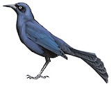 Greater Antillean Grackle Illustration