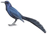 Boat-tailed Grackle Illustration