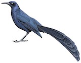 Great-tailed Grackle Illustration