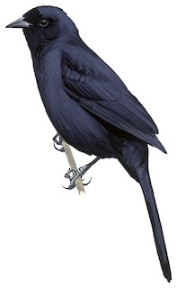 Velvet-fronted Grackle - Lampropsar tanagrinus - Birds of the World