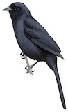 Velvet-fronted Grackle Illustration