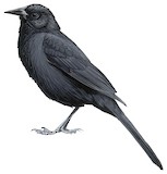 Forbes's Blackbird Illustration