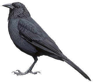 Icteridae - Troupials and Allies - Birds of the World