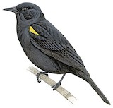 Yellow-winged Blackbird Illustration