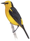 Saffron-cowled Blackbird Illustration