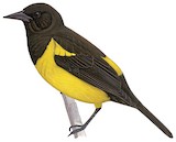 Yellow-rumped Marshbird Illustration