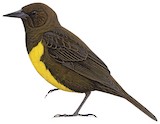 Brown-and-yellow Marshbird Illustration