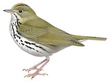 Ovenbird Illustration