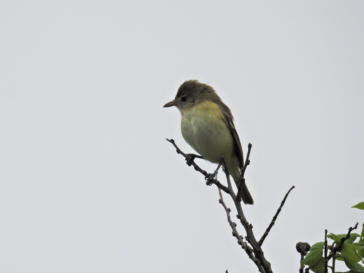 Bell's Vireo - Tina Toth