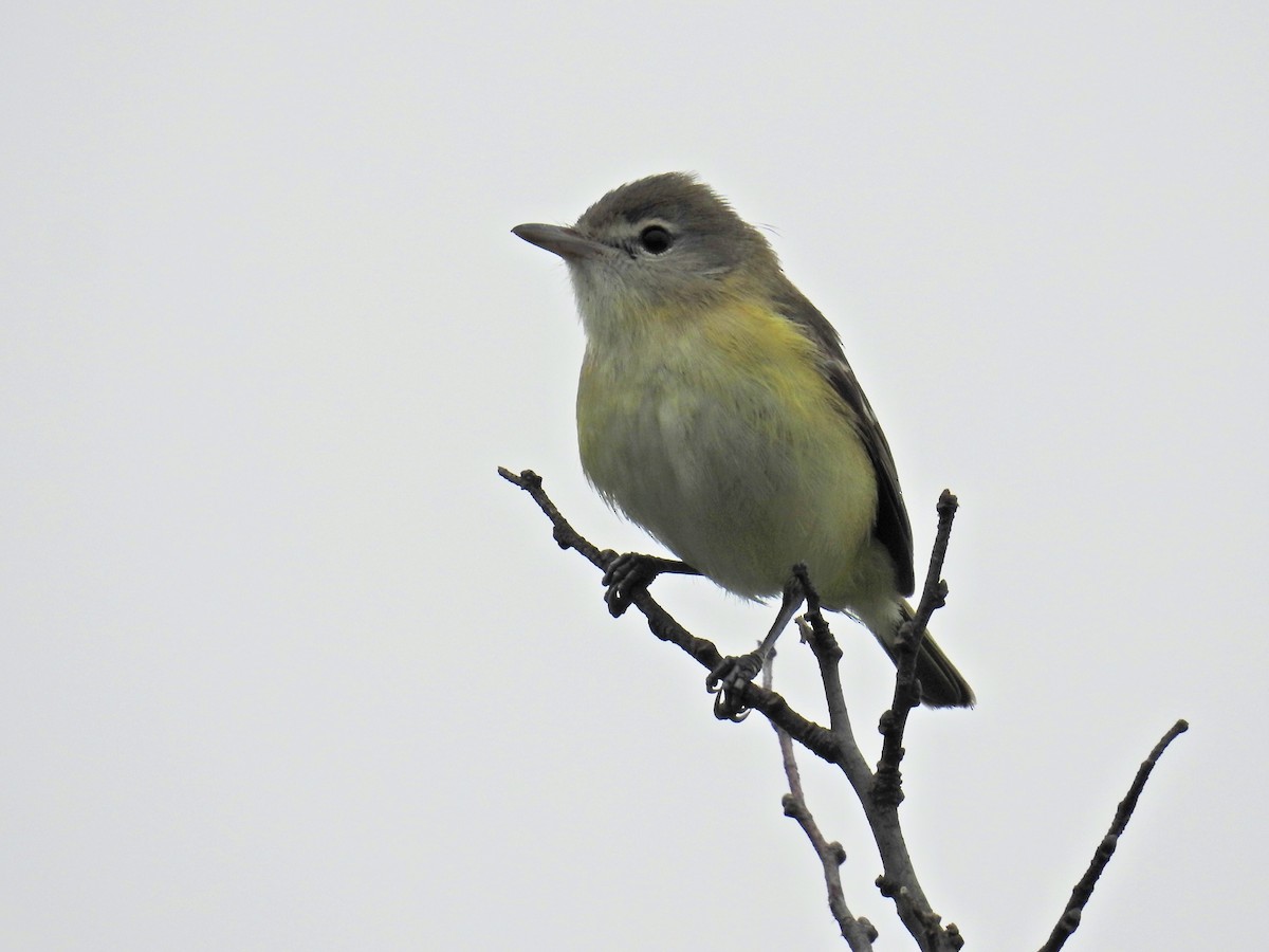 Bell's Vireo - Tina Toth