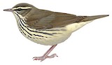 Northern Waterthrush Illustration