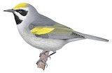 Golden-winged Warbler Illustration