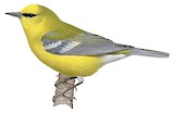 Blue-winged Warbler Illustration