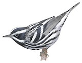 Black-and-white Warbler Illustration