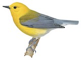 Prothonotary Warbler Illustration