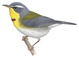 Crescent-chested Warbler Illustration