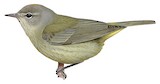 Orange-crowned Warbler Illustration