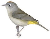 Colima Warbler Illustration