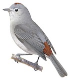 Lucy's Warbler Illustration