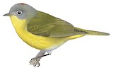 Nashville Warbler Illustration