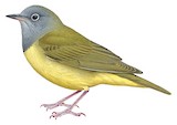 Connecticut Warbler Illustration