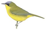 Black-lored Yellowthroat Illustration