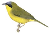 Masked Yellowthroat Illustration