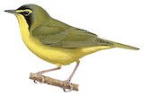 Kentucky Warbler Illustration