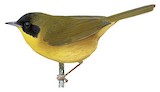 Black-polled Yellowthroat Illustration