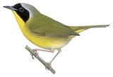 Bahama Yellowthroat Illustration