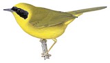 Altamira Yellowthroat Illustration