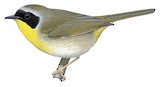 Common Yellowthroat Illustration