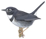 Whistling Warbler Illustration