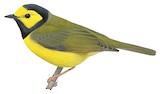 Hooded Warbler Illustration