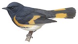 American Redstart Illustration