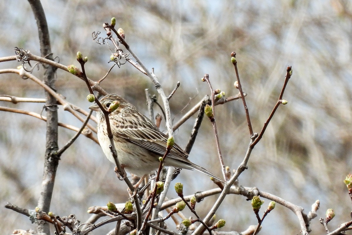 Vesper Sparrow - Pat Hare
