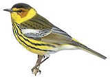 Cape May Warbler Illustration