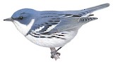 Cerulean Warbler Illustration