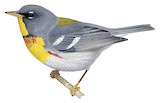 Northern Parula Illustration