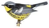 Magnolia Warbler Illustration