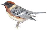 Bay-breasted Warbler Illustration