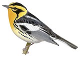 Blackburnian Warbler Illustration